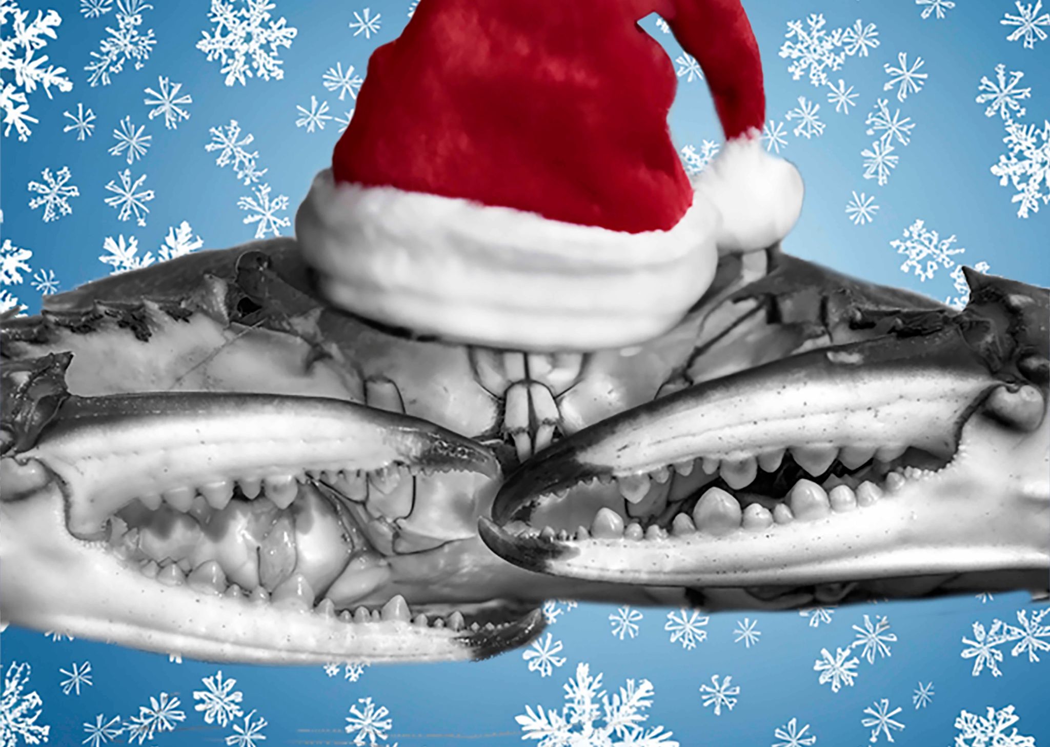 Xmas crab with cap copy